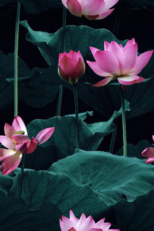 荷花印花华亿平台图片