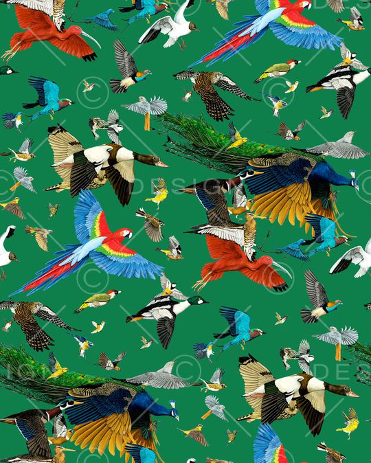 鹦鹉印花华亿平台图片