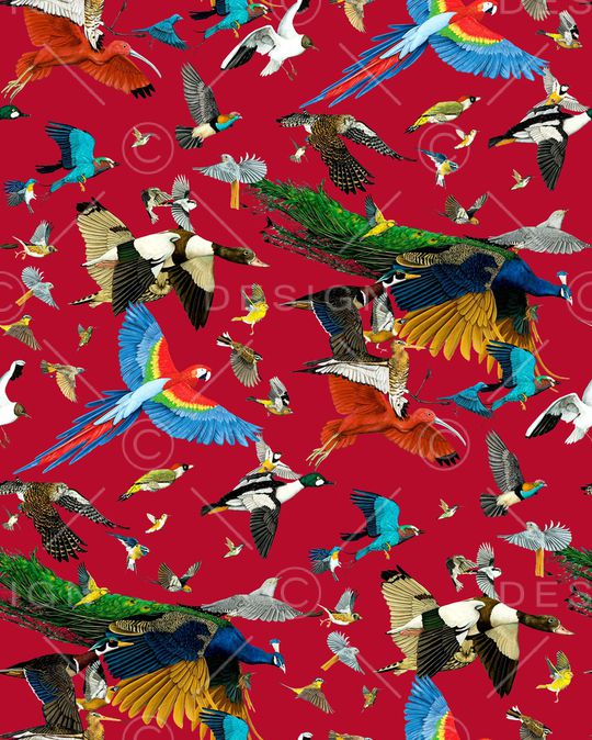 鹦鹉印花华亿平台图片