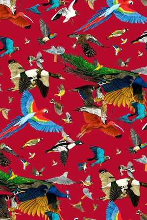 鹦鹉印花华亿平台图片