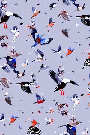 鹦鹉印花华亿平台图片