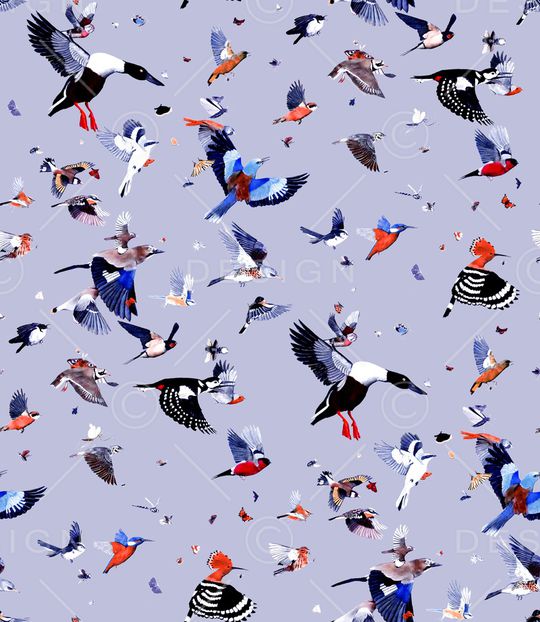 鹦鹉印花华亿平台图片