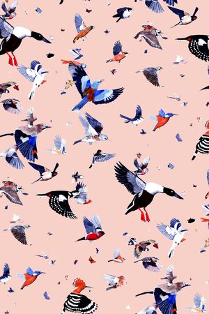 鹦鹉印花华亿平台图片