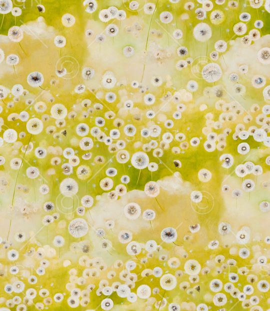 蒲公英印花华亿平台图片