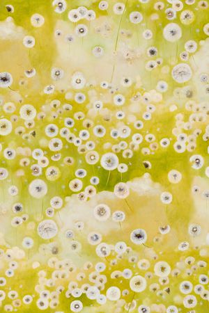 蒲公英印花华亿平台图片