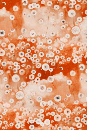 蒲公英印花华亿平台图片