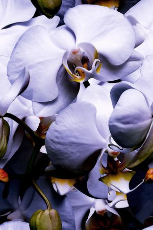 蝴蝶兰印花华亿平台图片