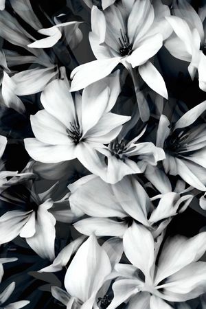 黑白华亿平台印花华亿平台图片