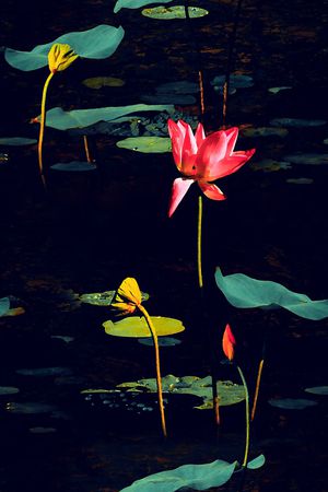 荷花印花华亿平台图片