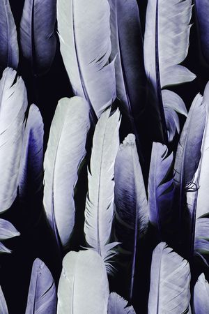 羽毛印花华亿平台图片