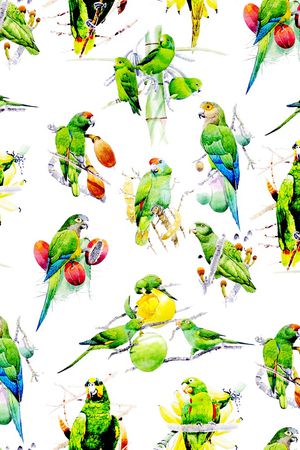 鹦鹉印花华亿平台图片