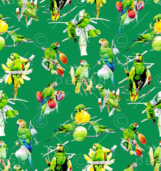 鹦鹉印花华亿平台图片