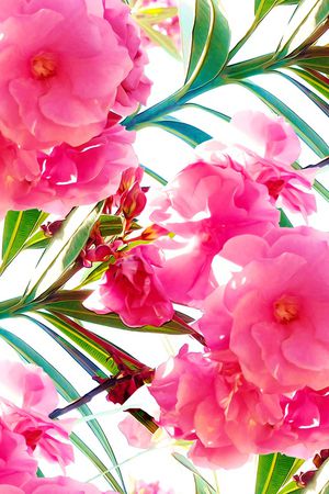 手绘大花印花华亿平台图片