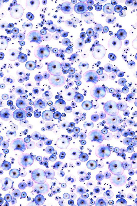 细胞印花华亿平台图片