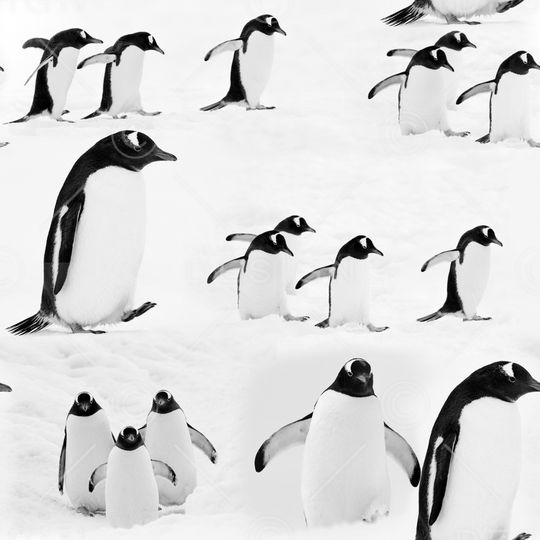 趣味印花华亿平台图片