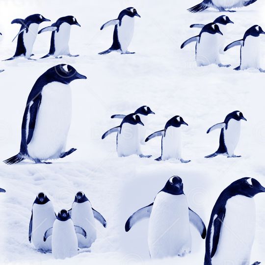 趣味印花华亿平台图片