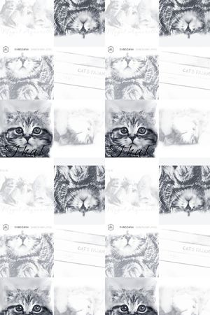 猫印花华亿平台图片