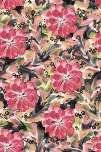 1553218-三角梅花卉