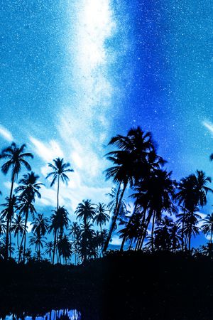 棕榈树印花华亿平台图片