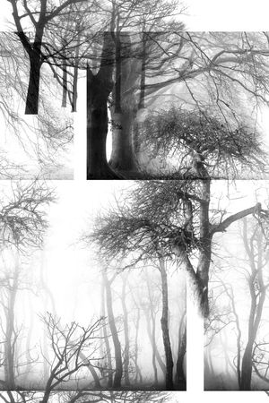 树木印花华亿平台图片