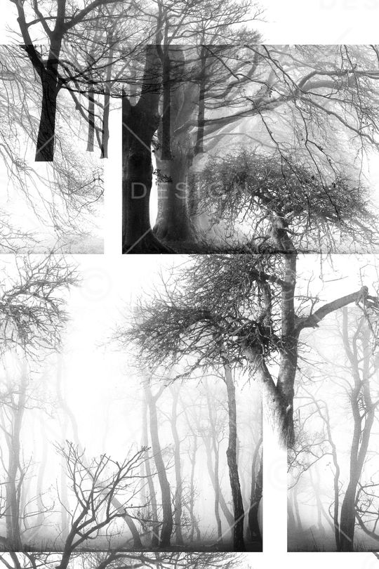 树木印花华亿平台图片