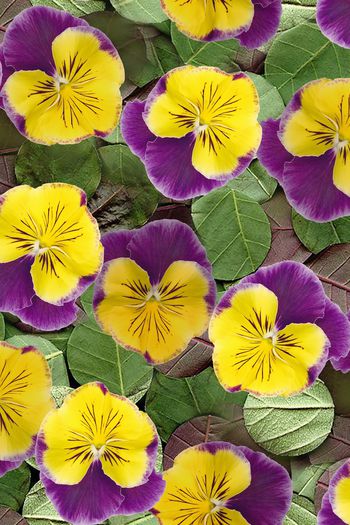 跳接印花华亿平台图片