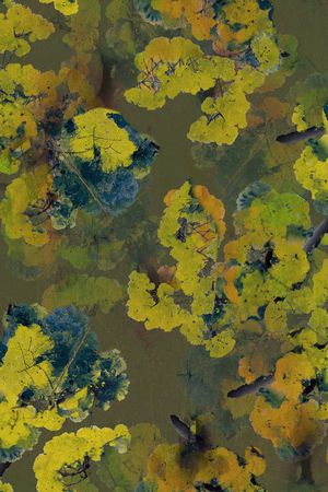 树印花华亿平台图片