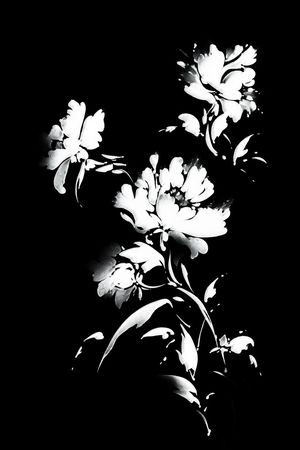 黑底花卉印花华亿平台图片