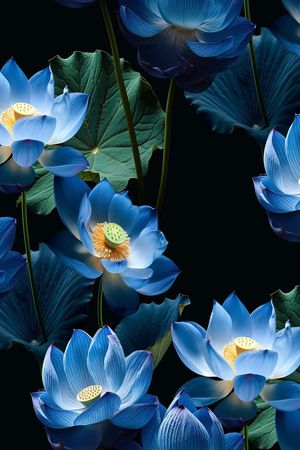 黑底花卉印花华亿平台图片