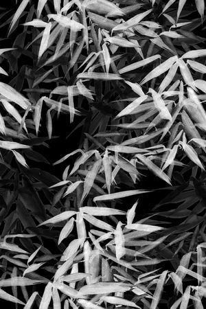 真丝印花华亿平台图片