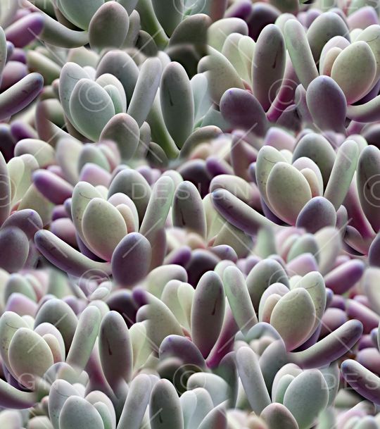 多肉印花华亿平台图片