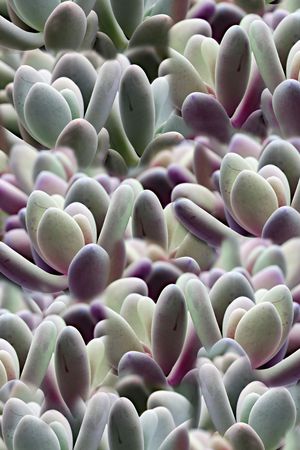 多肉印花华亿平台图片