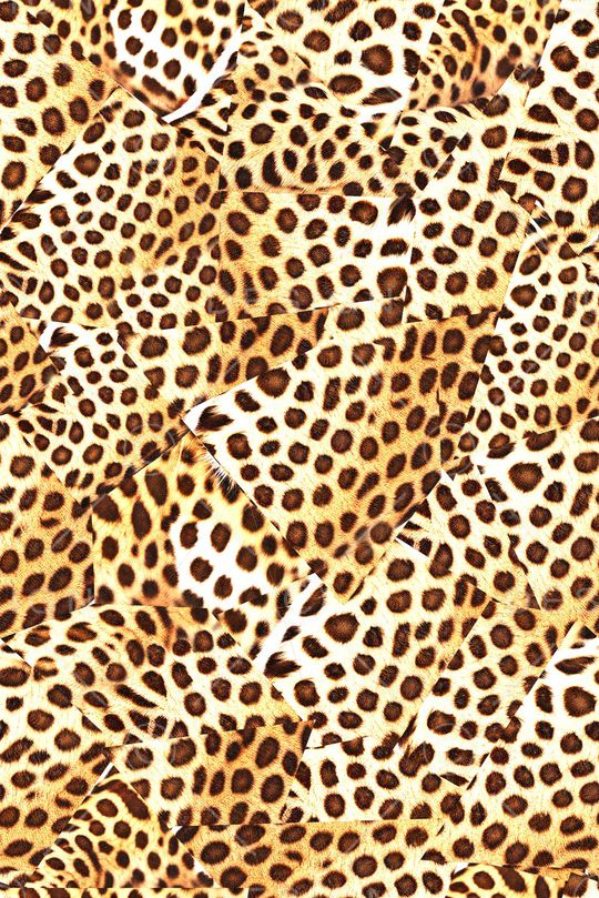 豹纹印花华亿平台图片