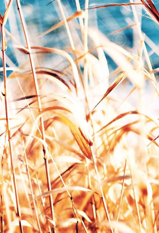 芦苇印花华亿平台图片