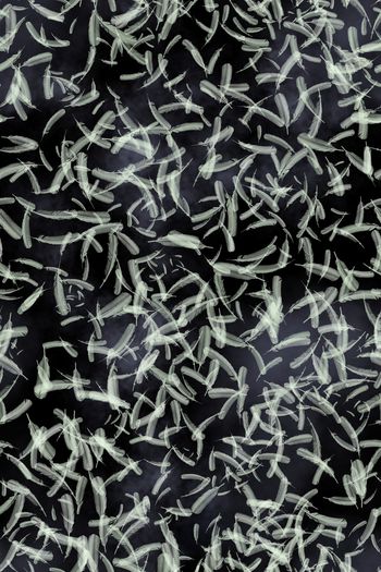 羽毛印花华亿平台图片