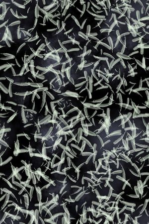 羽毛印花华亿平台图片