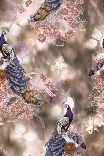 1613939-2025-4-23（羽毛大花孔雀