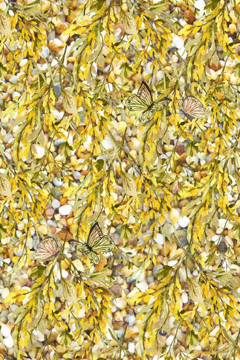 1616835-2025-5-19（花卉系列2）