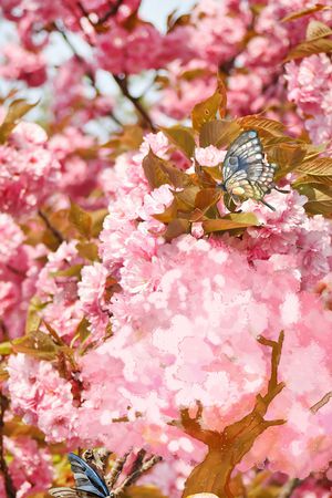 照片花卉印花华亿平台图片