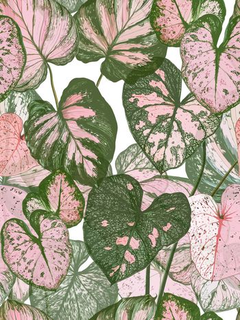 热带印花华亿平台图片