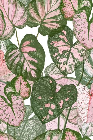 热带印花华亿平台图片