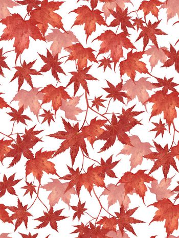 1629214-粉色底枫叶