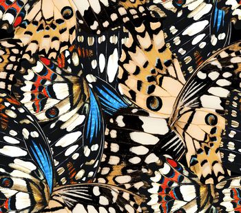 翅膀印花华亿平台图片