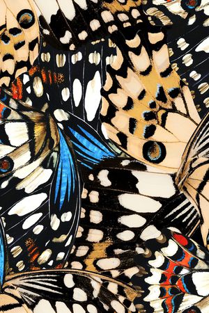 翅膀印花华亿平台图片