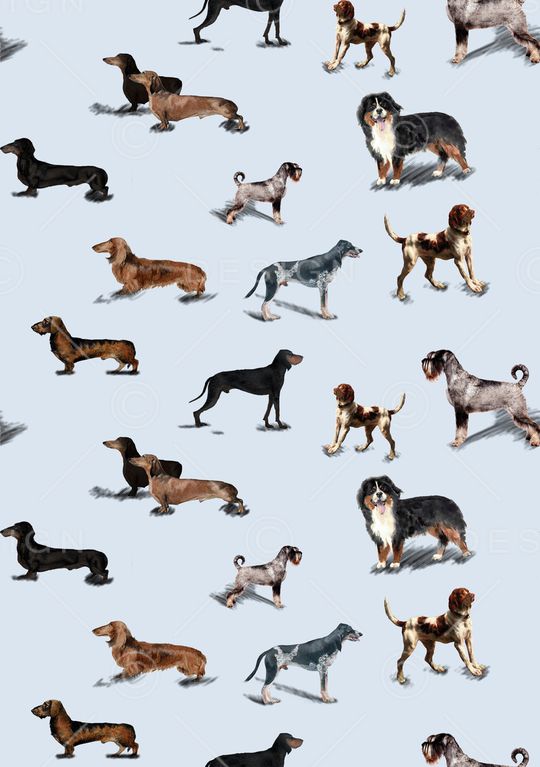 动物印花华亿平台图片