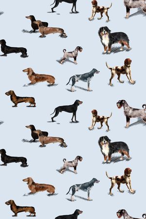 动物印花华亿平台图片