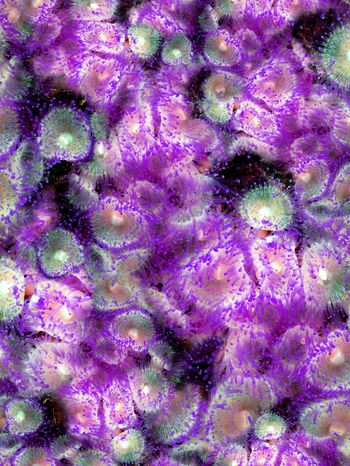 164952-WL8-0763F配色1