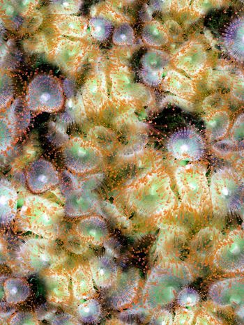 164954-WL8-0763F配色3