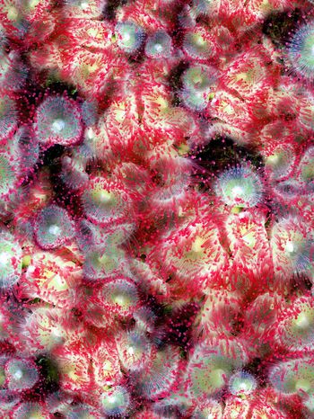 164955-WL8-0763F配色4