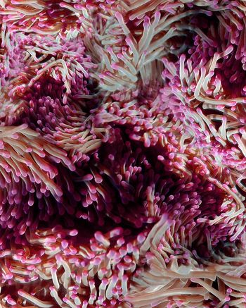 164970-WL8-0773F配色1